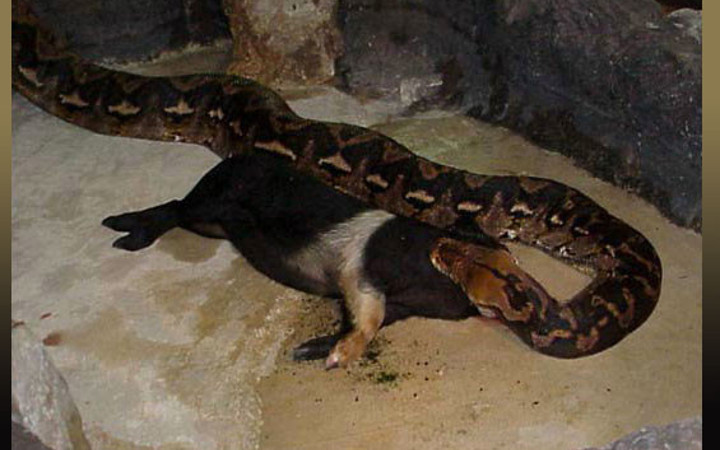 Aç kaldığında insana bile acımıyor!