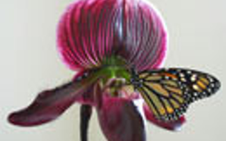 Bu çiçeği toplamak yasak!