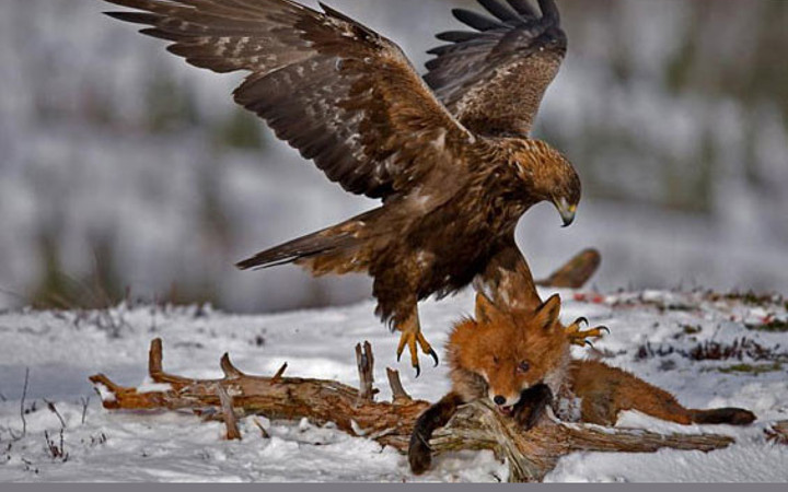 240 kilometre hızla avına son pençe!