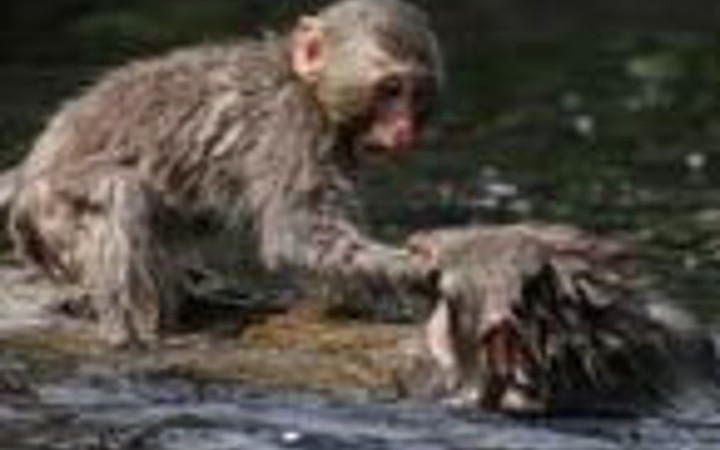 Nehire düşen yavrusunu böyle kurtardı