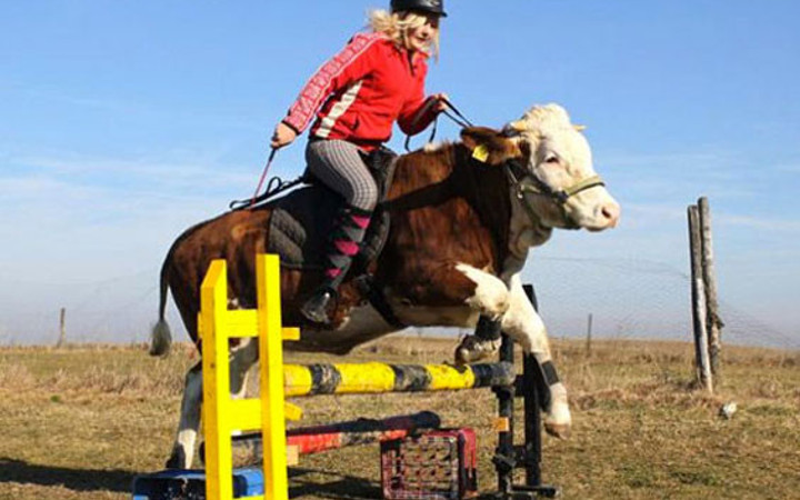 Kendini at sanan ineğin şovu