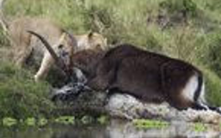 Aslan antilobu böyle avlamaya çalıştı!