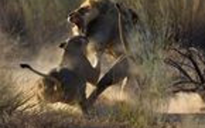 Aslanların müthiş kapışması