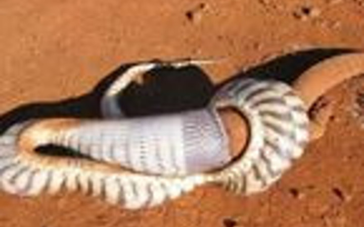 Yılan avını işte böyle yuttu 