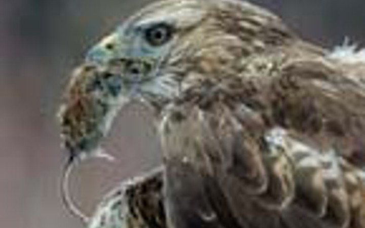 Bu bigilere donup kalacaksınız!