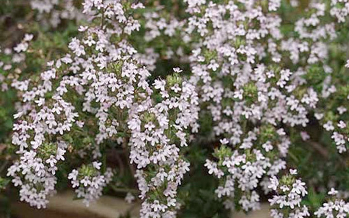 Hangi bitki neye iyi gelir?