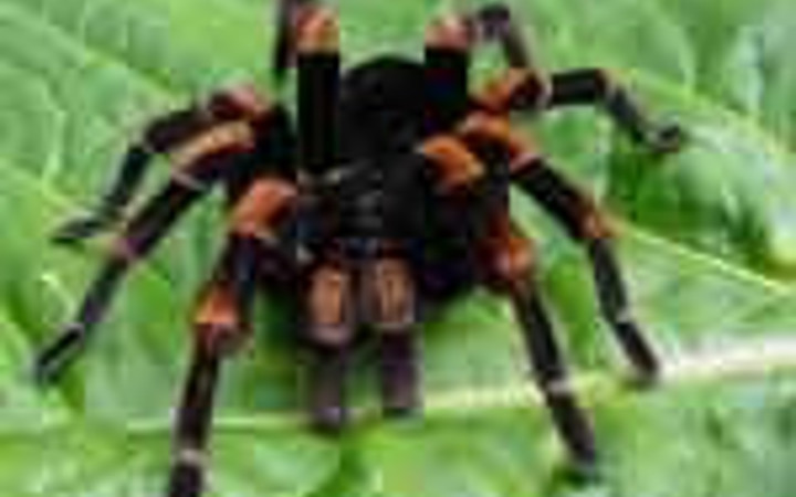 Hayvanların ilginç dünyası