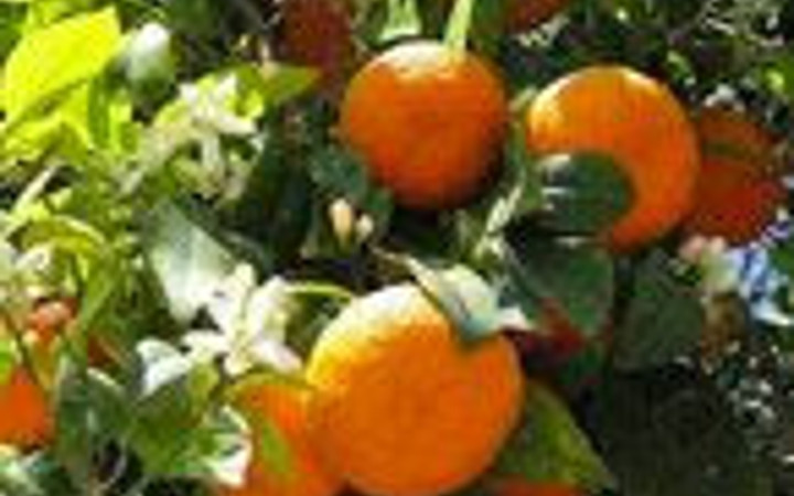 Sevdiğiniz meyveye göre karakteriniz!