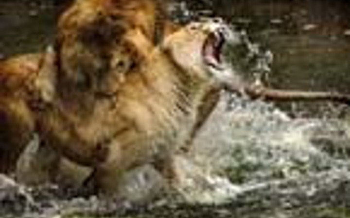 Doğanın en vahşileri böyle kapıştı!
