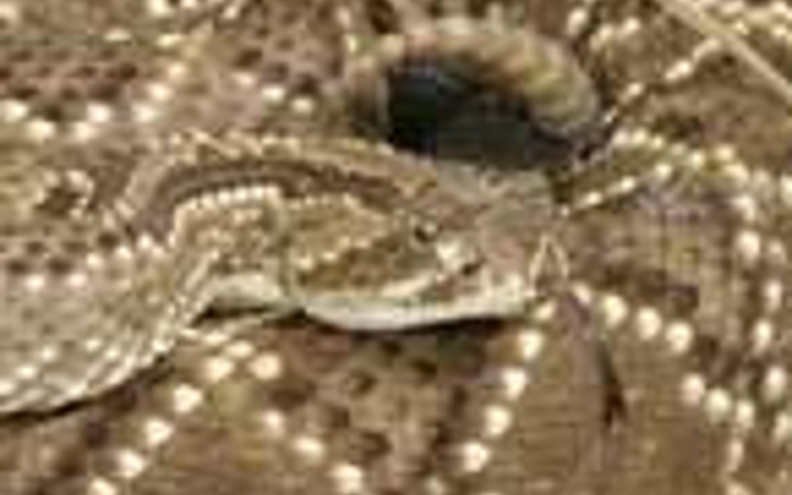 Doğadaki en tehlikeli zehirler