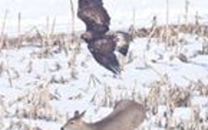 Kartal avını gözüne kestirdi ve...