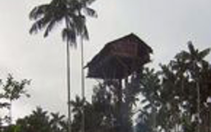 Ağaçlarda yaşayan insanlar