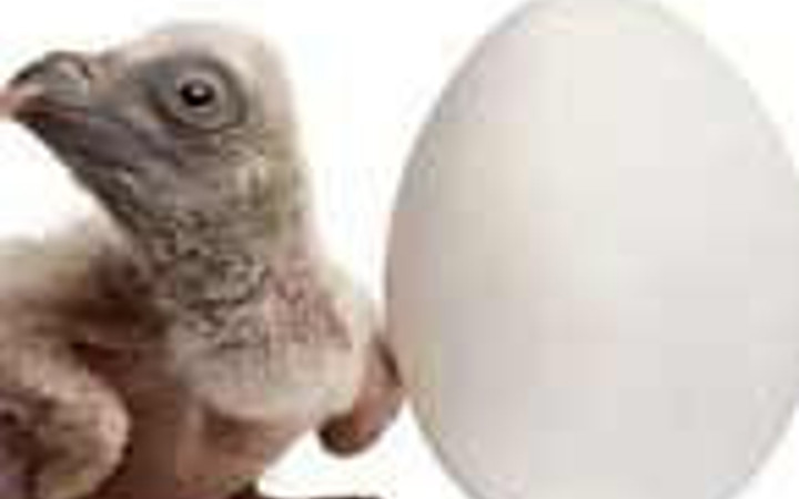 Yumurtadan çıkmış, kabuğunu beğenmiş