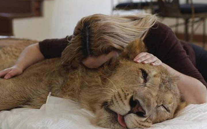 Evinde aslan besliyor