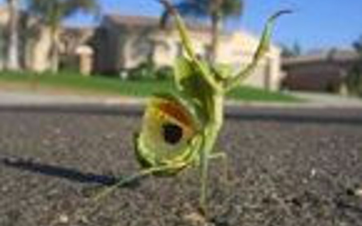 Fotoğraf çekmek yetenek ister