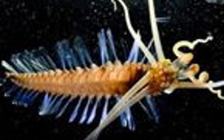 2010'un en tuhaf hayvanları! 