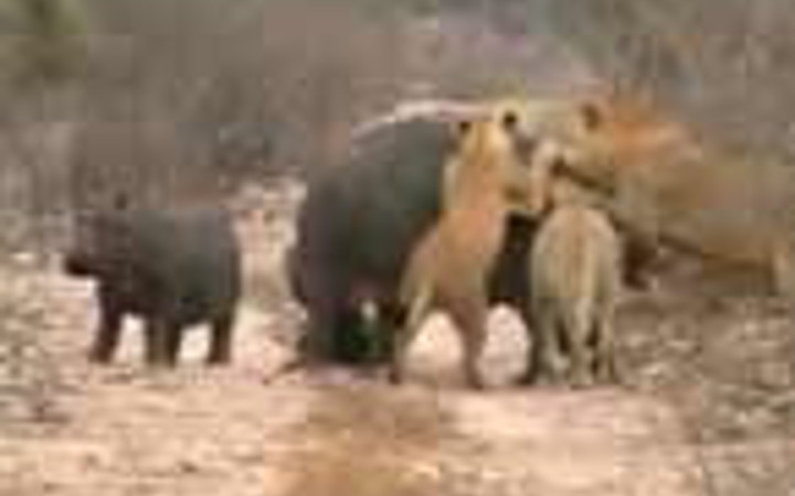 Aslanlar su aygırına acımadı ve...