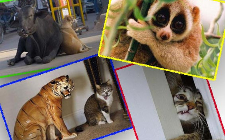 Bu hayvanlar çok komik!