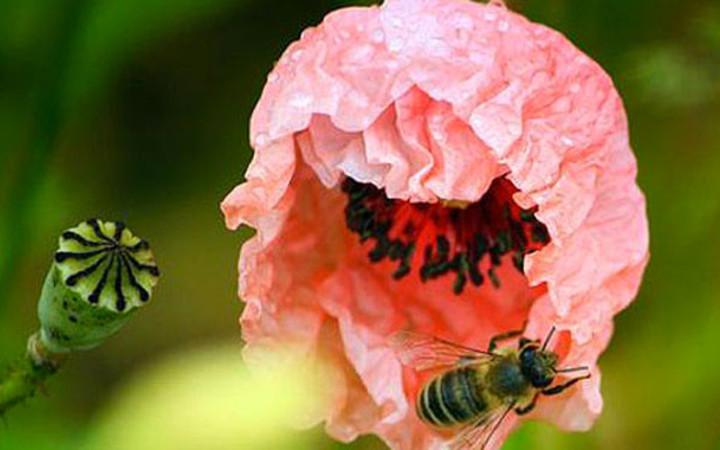 Renkli yaz fotoğrafları büyülüyor
