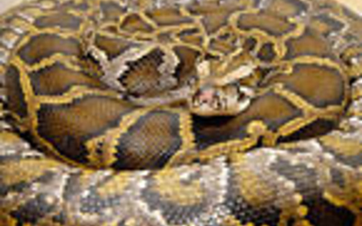 Dev piton ineği yuttu!