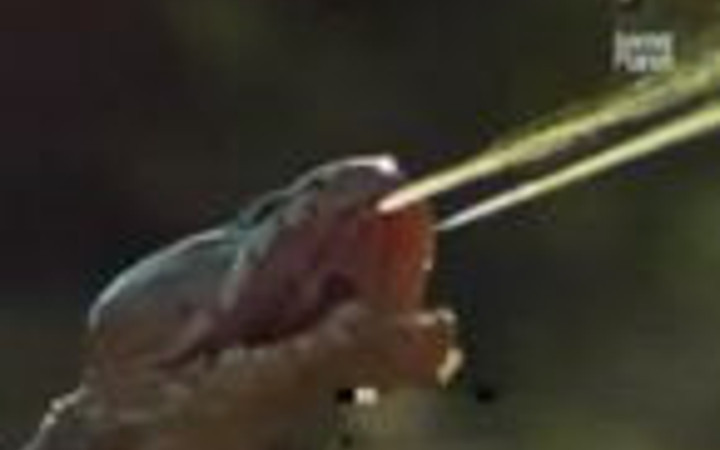 Kobra aslana zehri böyle atıyor