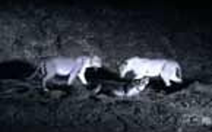 Aslanların saniye saniye gece avı!