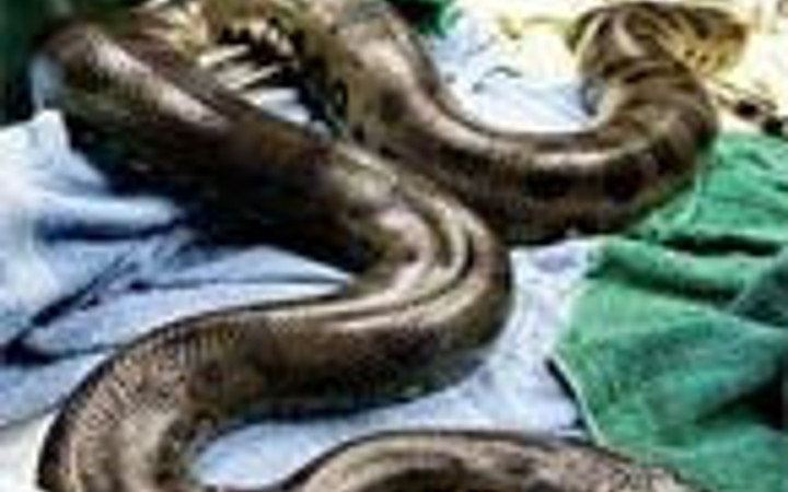 İnek yutan dev yılan!