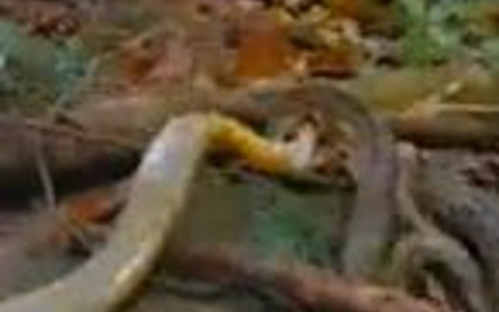 Piton ve kral kobranın kapışması