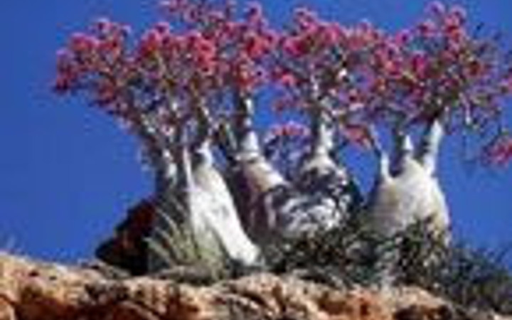 Dünyanın en gizemli adası!