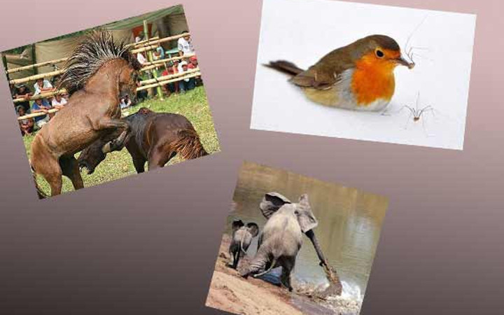 İşte doğanın vahşilerinin ölümcül dansı