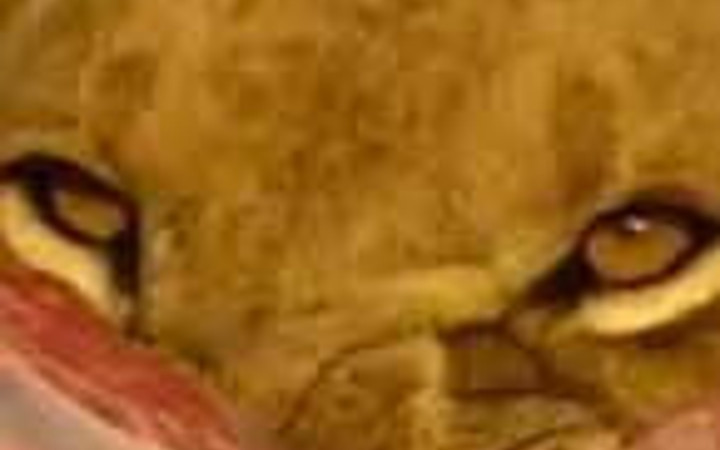 Vahşi yaşamdan çarpıcı görüntüler