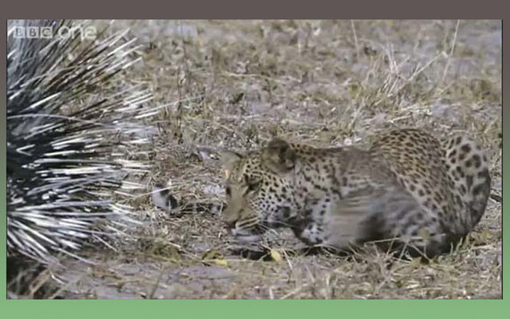 Leoparın akılamaz kirpi avı