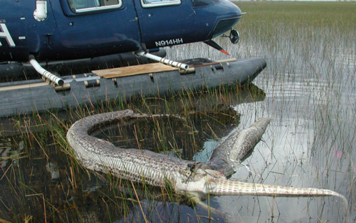 Doğanın vahşileri böyle kapıştı