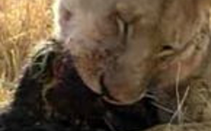 Doğanın vahşileri böyle avlanıyor