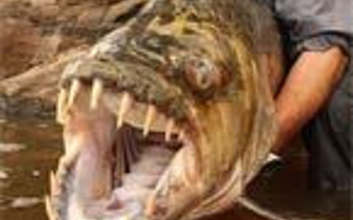 Timsah yiyen balığı yakaladı