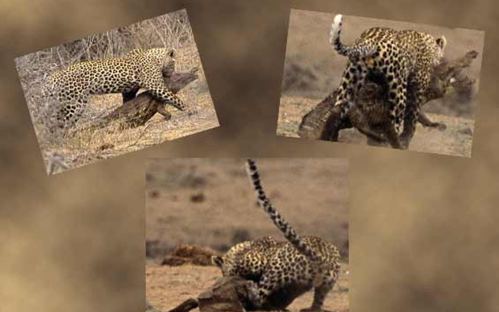 Leoparın timsah avından dehşet kareleri