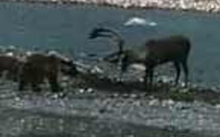 Vahşi ayının geyik avından dehşet kareleri!