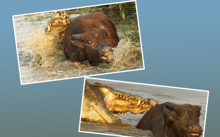 Vahşi yaşamdan akılalmaz kareler!