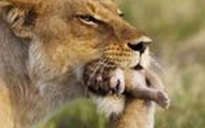 Yavrusu için kendini feda etti