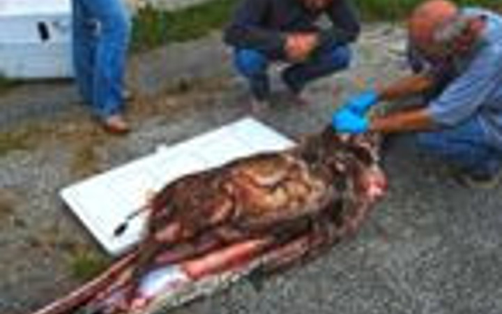 5 metrelik piton 35 kiloluk geyiği yuttu