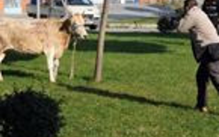 Ve yılın ilk danası kaçtı