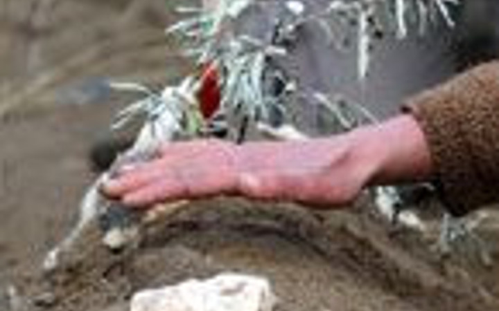 Van'dan yürek burkan bayram kareleri