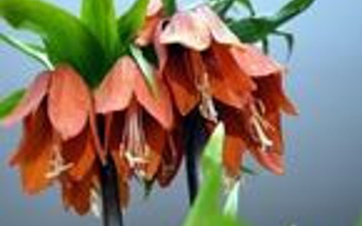 Bu bahar Meclis'te ters lale açacak!