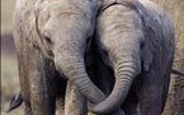 Hayvanların 'O' anları