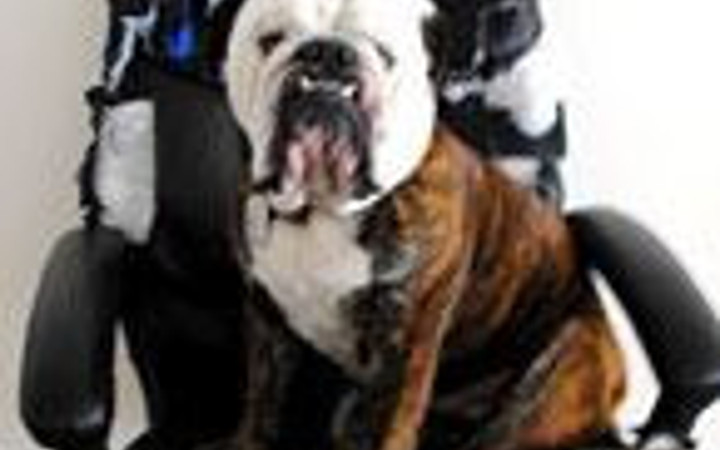 Yalnız kalıp sıkılınca!