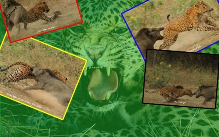 Leopar domuzla kapışınca...