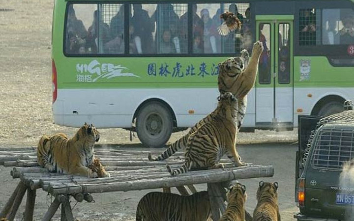Canlı tavuğu kaplanların önüne attılar ve...