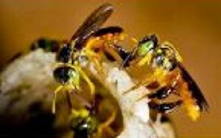 'Asker Arı' keşfedildi!