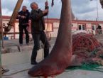 Marmara Denizi'nde Jaws paniği!
