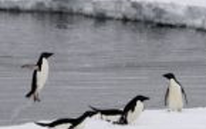 Penguenlerin zorlu yolculuğu